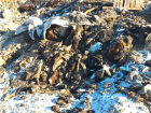 Шокирующие останки животных в Новочеркасске спровоцировали срочное создание спецкомиссии