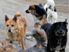 «Пострадавший мальчик с братьями прикармливали собаку», - администрация Новочеркасска