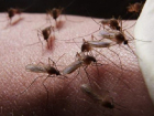 Власти Новочеркасска отказались бороться с комарами и их личинками