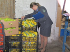 Килограммы санкционных фруктов ушли на свалку в Новочеркасске