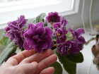 «Спасло от одиночества»: житель Новочеркасска научился зарабатывать на комнатных цветах