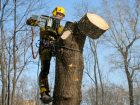 Власти официально одобрили вырубку деревьев на въезде в Новочеркасск
