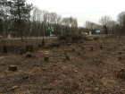 Ростовская межрайонная природоохранная прокуратура взяла на контроль вырубку деревьев на въезде в Новочеркасск