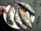 Несколько килограммов опасной рыбы завезли в новочеркасский детский дом №1