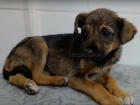 Новочеркасские журналисты спасли щенка, который ночевал на трупе своей матери