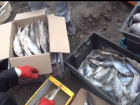 Конфискованная в Новочеркасске у подпольщиков рыба была опасна для здоровья