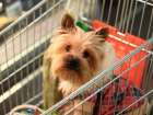 В Новочеркасске собачники игнорируют запрет на вход в магазины с животными