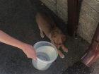 Маленький щенок четыре дня просидел в тесной западне в Новочеркасске