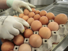 Семь десятков яиц странного происхождения нашли в новочеркасском доме ребенка