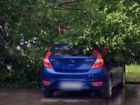 Дерево упало на два припаркованных автомобиля в центральной части Новочеркасска