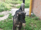 В Новочеркасске отловили нескольких агрессивных бродячих собак 