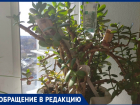 У жительницы Новочеркасска заплодоносило денежное дерево