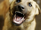 Жители Новочеркасска боятся ходить по улицам из-за растущих стай бродячих собак