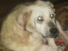 История одной собаки: самая давняя обитательница приюта под Новочеркасском ищет семью