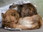 Бездомных собак и кошек в Новочеркасске будут лечить, прививать, стерилизовать и пристраивать  в добрые руки