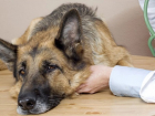 Травля собак: ветеринары и зоозащитники Новочеркасска бьют тревогу 