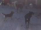 Администрация Новочеркасска рассказала, как в городе ведут борьбу с бездомными собаками