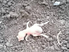 Труп странного существа обнаружил в своем огороде житель Новочеркасска