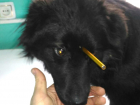 Бездомного пса с арбалетным дротиком в голове успешно прооперировали в Новочеркасске