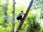 11-летний ребенок застрял на высоком дереве в Новочеркасске
