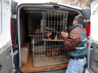 В Новочеркасске приостановили торги на отлов бездомных собак