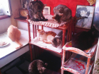 Пенсионерку приютившую 19 кошек, не поддерживают соседи и родная дочь