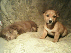 Собачка по имени Фея и два ее малыша нуждаются в помощи в Новочеркасске