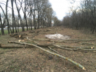 Несколько деревьев возле строящейся заправки на въезде в Новочеркасск вырубили без разрешения
