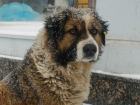 Самая знаменитая собака Новочеркасска наконец обрела дом