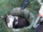 Новочеркасские спасатели вызволили из люка корову