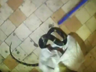 Змея заползла в коридор девятиэтажного жилого дома в Новочеркасске