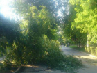 Больше суток упавшее дерево в центре Новочеркасска не дождется коммунальных служб