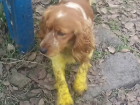 Ярко-желтая собака продолжает путешествовать по улицам Новочеркасска