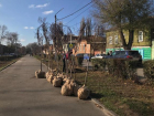 В Новочеркасске на улице Просвещения высадили катальпы