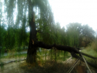 Огромное дерево обрушилось на аллею Дружбы на новочеркасской улице Чехова