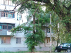 Жители микрорайона Молодежный Новочеркасска пожаловались на опасное дерево
