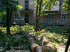 Огромное дерево повредило балконы и упало на машину в Новочеркасске