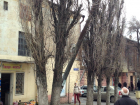Тяжелая металлическая опора упала на дерево на улице Орджоникидзе в Новочеркасске