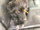Собаку с шокирующим повреждением головы из-за живодеров нашли в Новочеркасске