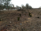 Кто и зачем вырубил деревья на въезде в Новочеркасск будет выяснять прокуратура