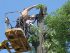Администрация Новочеркасска добавила денег на опиловку деревьев и покос травы
