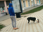 Питбуль без поводка и намордника в центре Новочеркасска испугал горожан