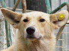Чипированных собак не будут возвращать на улицы Новочеркасска