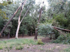 В Новочеркасске в парке микрорайона Соцгород вырубят 83 % деревьев