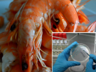 В торговых сетях Новочеркасска могут продаваться кальмары и креветки с кишечной палочкой