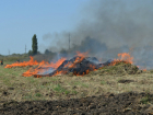 Плантацию конопли, площадью 2,5 тысячи квадратных метров сожгли в Новочеркасске