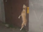 Повешенная на воротах в Новочеркасске собака стала жертвой трагического случая