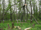 В Новочеркасске пересчитают зеленые насаждения