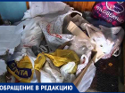 «Соседствуем с мусором и крысами», - жительница Новочеркасска