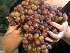 Выставка винограда и дегустация вин пройдет в новочеркасском НИИ виноградарства
